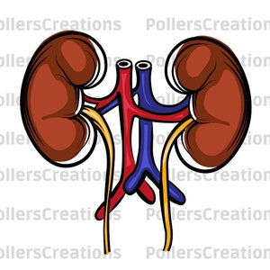 kidney Png,Kidney Human Organ,Kidney Clipart,Lungs,Renal,Nephrology,Two Bean-shaped Organs,Dialisis,Tech,Hand Drawn,Medicines,Kidney Disease