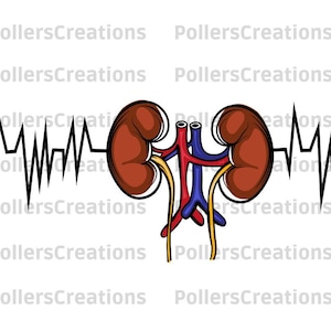 Kidney Heartbeat Png,Kidney Human Organ,Kidney Clipart,Heartbeat,Lungs,Nephrology,Two Bean-shaped Organs,Dialisis,Tech,Hand Drawn,Medicines