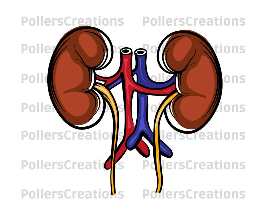 Kidney Png,kidney Human Organ,kidney Clipart,lungs,renal,nephrology,two