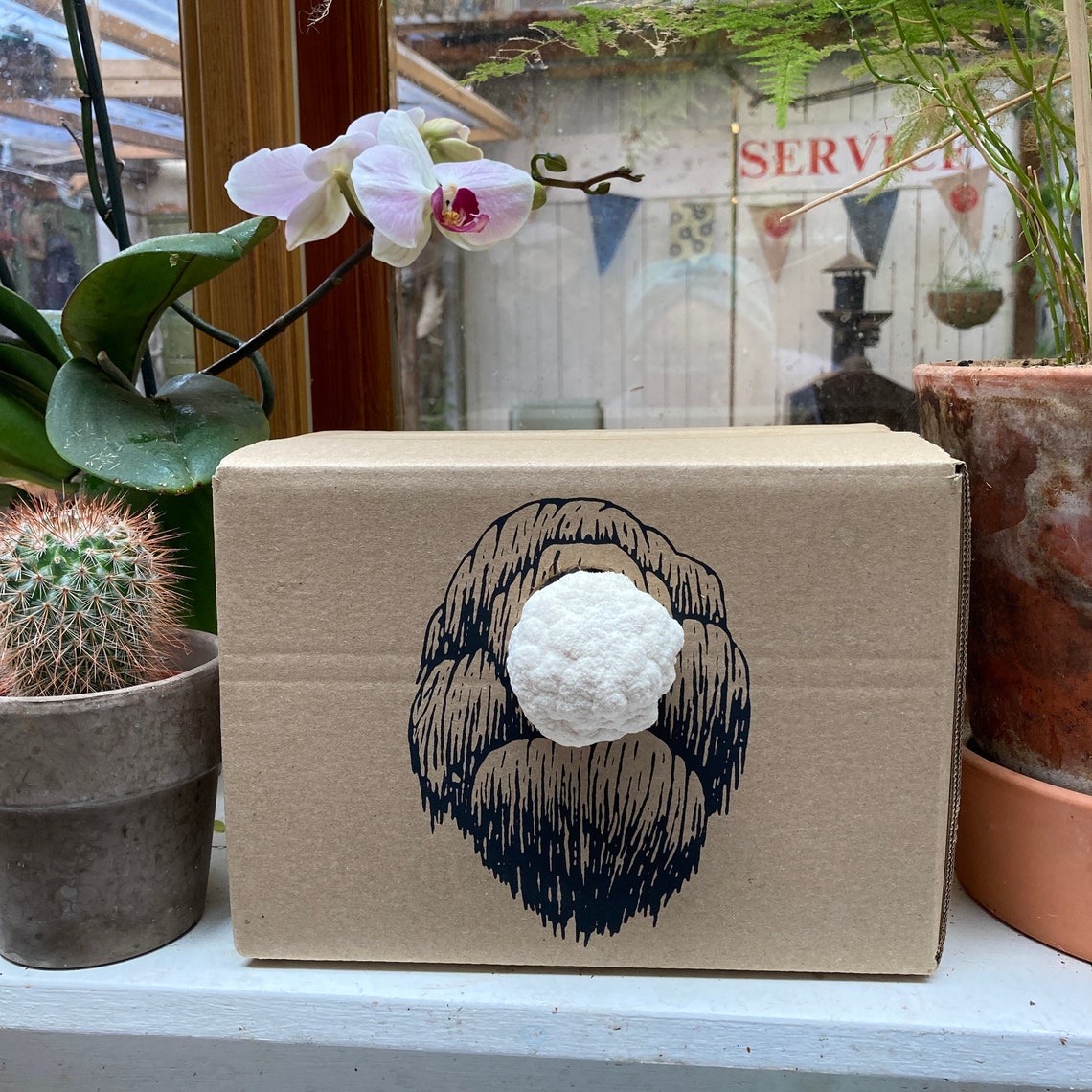 Lion's Mane Mushroom Ready to Grow Kit Etsy
