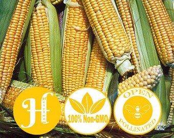 50 ‘Improved Golden Bantam’ Corn Vegetable Seeds | Non-GMO, Heirloom, Open Pollinated