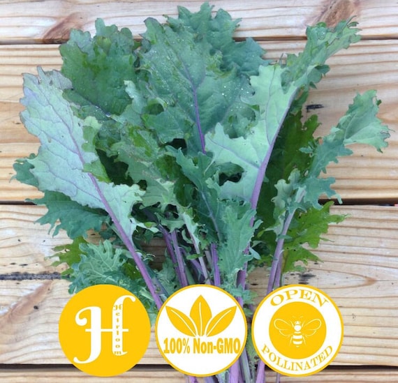 Heirloom 300 2021 Seeds Red Russian Kale Seeds Heirloom 300 2021 Seeds Red Russian Kale Seeds