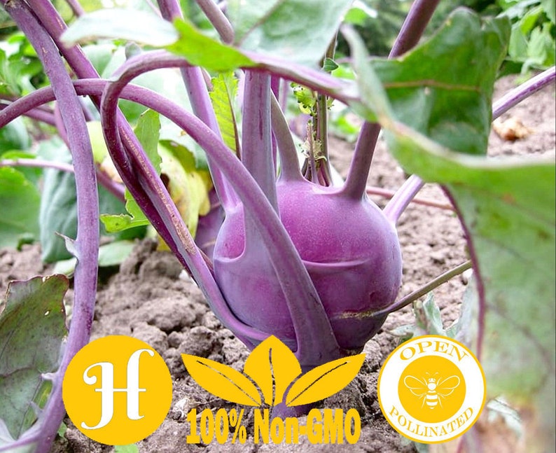 Non-GMO Heirloom Open Pollinated 250+ \u2018Purple Vienna\u2019 Kohlrabi Vegetable Seeds