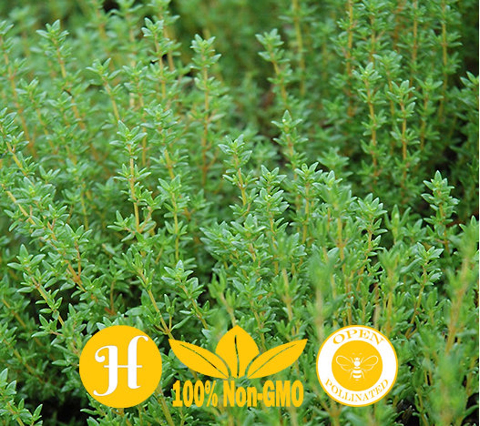 800 Common Thyme Herb Seeds NonGMO Heirloom Open Etsy