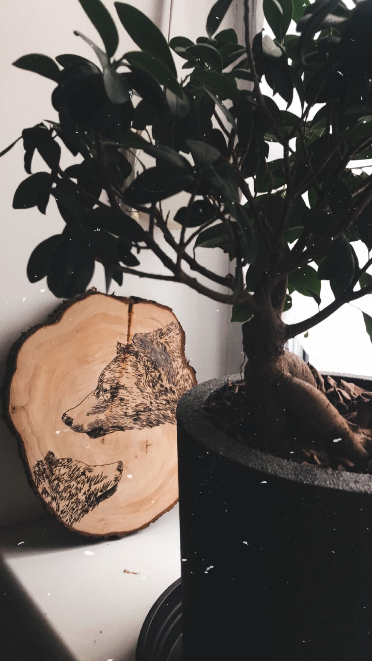 Gravure Ours et Son Ourson