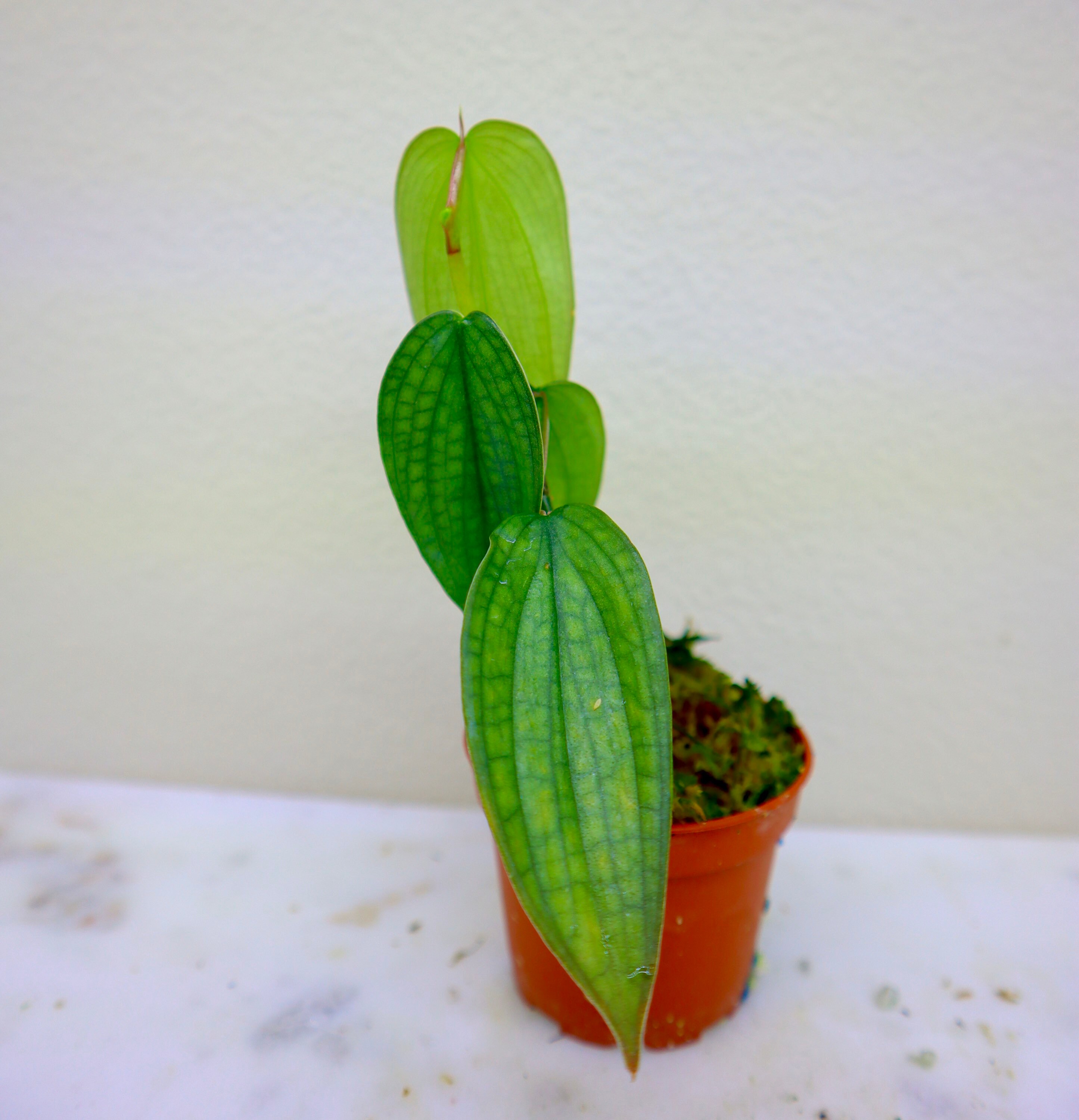 Philodendron Burle Marx Fantasy