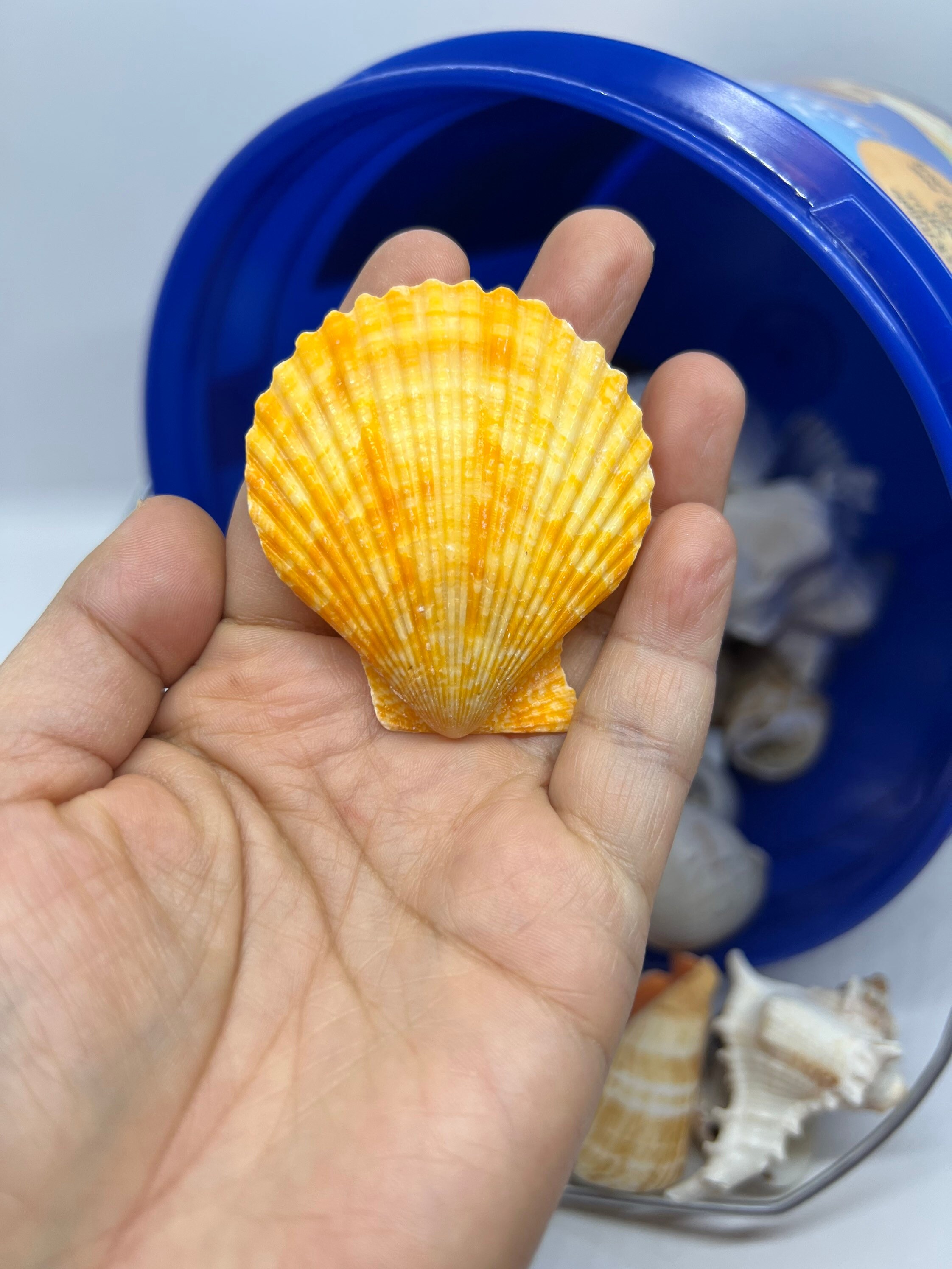 Seashell Dig Kit 1 Gallon Over 50 Seashells - Etsy