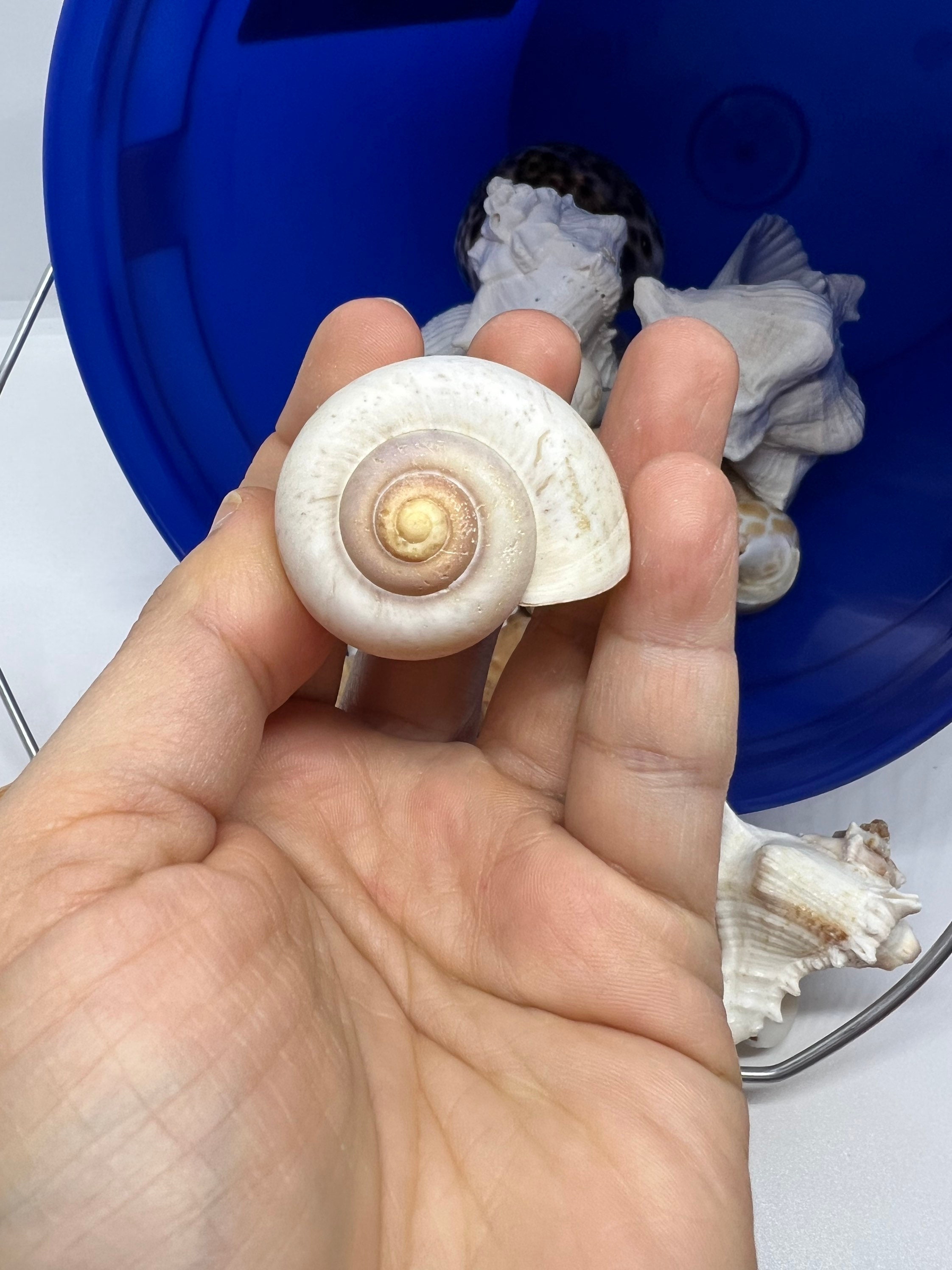 Seashell Dig Kit 1 Gallon Over 50 Seashells - Etsy