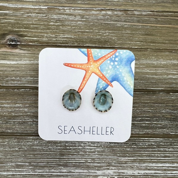 Limpet Shell Earrings | Aqua | Natural Seashell