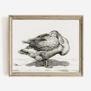 Vintage Goose Drawing, Farmhouse Wall Decoration, Printable Farm Animal Sketch, D11 , INSTANT DOWNLOAD