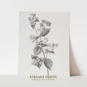 Botanical Sketch Print, Farmer&#39;s Jasmine, Farmhouse Wall Art, Printable Sketch, D15 , INSTANT DOWNLOAD