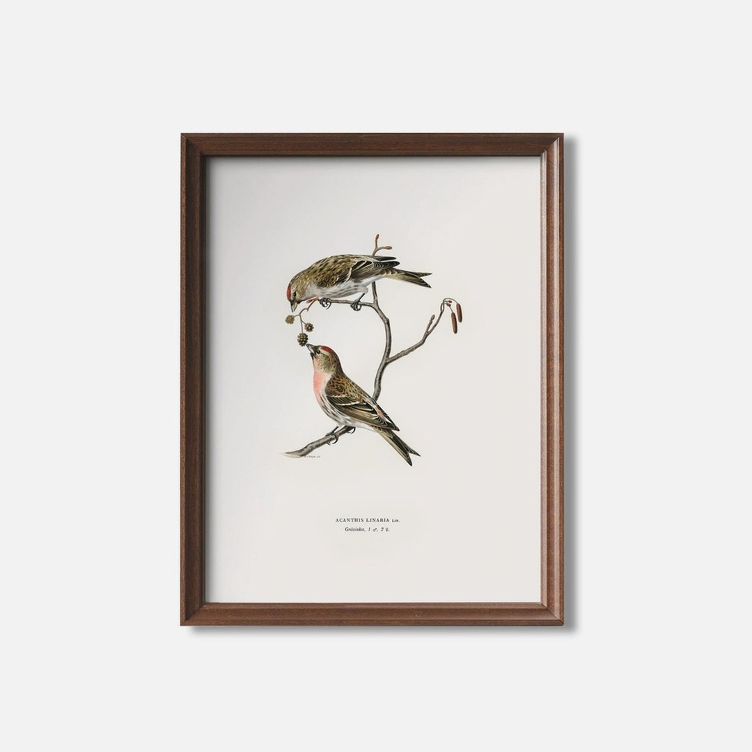 Common Linnet Vintage Bird Printable | Scandinavian Minimalist Study ...