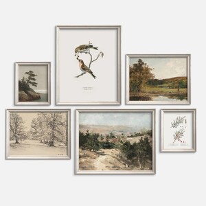 Birdsong & Pine - Printable Gallery Wall Set of 6 | Vintage Forests and Birds Printable Art | Woodland Nursery Decor