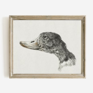 Vintage Duck Drawing, Farmhouse Wall Decor, Country Wall Art, Printable File, D9 , INSTANT DOWNLOAD