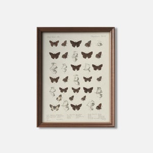 Butterfly Natural History Printable | Neutral Lepidoptera Educational Art | Vintage Entomology Wall Decor