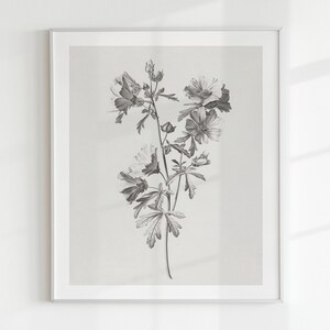 Botanical Sketch Print, Farmhouse Wall Art, Printable Sketch, D13 , INSTANT DOWNLOAD