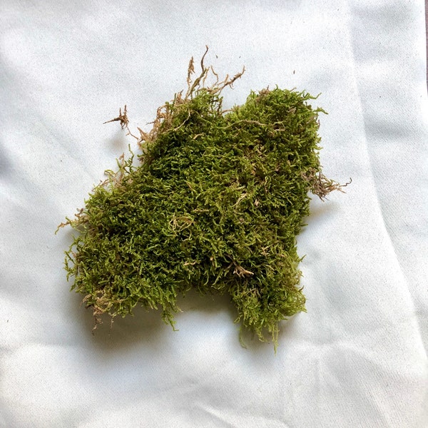 Moss For Reptiles And Rodents | Made In Germany