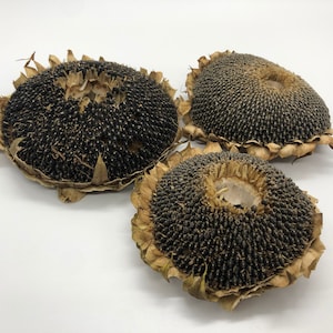 Getrockneter Sonnenblumenkopf