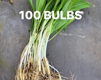 Wild Garlic Bulbs in Green x100