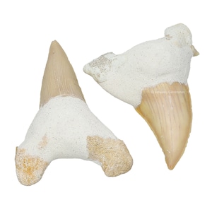 Shark Teeth Tooth Real Fossil, 2 Piece Great White Shark Tooth Fossil Collection for Kids Education, Gift for Her (Free Velvet Pouch)