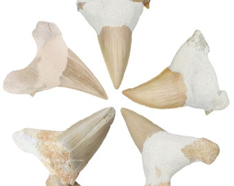 Fossil Shark Tooth, Authentic Megalodon Tooth, Paleontology Specimen