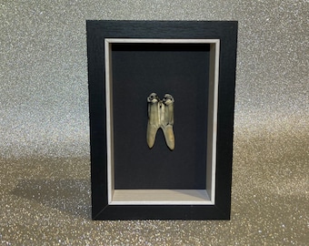 curiosity minimalistic gothic art rare unusual alternative Framed Cow tooth sea washed by the Solent