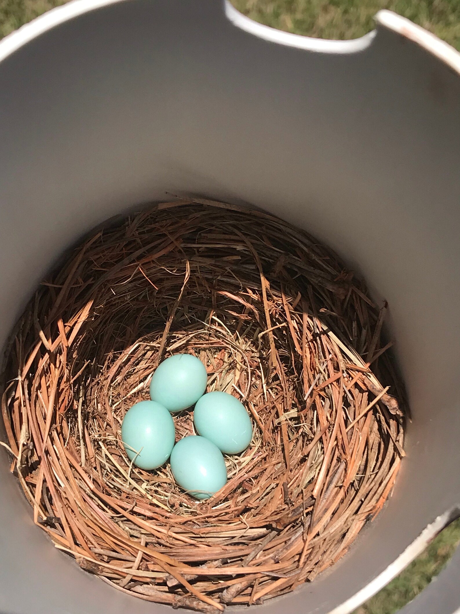 Gilbertson-style Bluebird House - Etsy