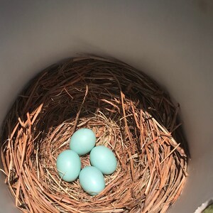 Gilbertson-style Bluebird House - Etsy
