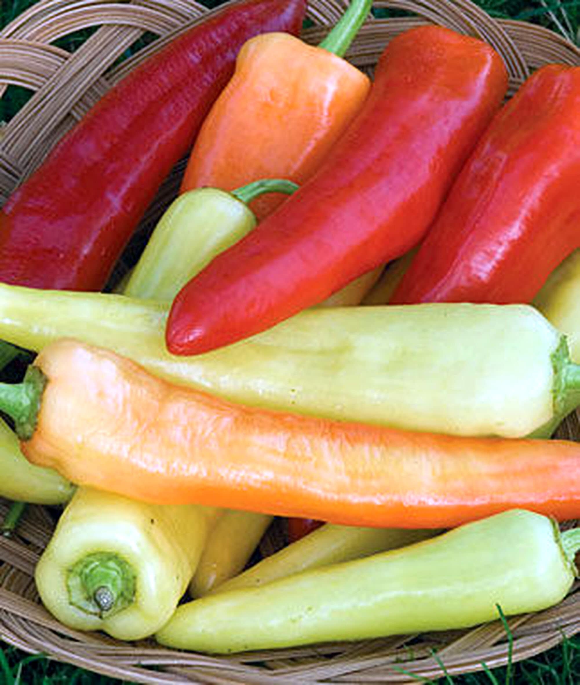 Sweet Banana Pepper Seeds 125 Openpollinated Holiday Etsy