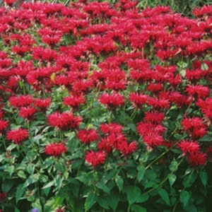 Bee Balm Scarlet-Monarda Didyma (perennial) 60+ Seeds