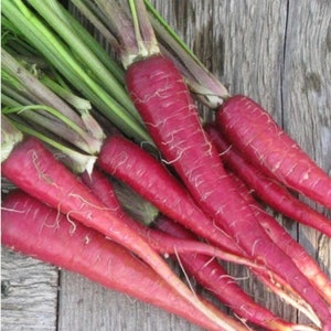 Atomic Red Carrots --1 gram packet approx. 1,100 seeds For your late summer & fall carrot planting