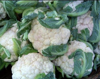 Cauliflower-Snowball Improved "Y"  Seeds-- 3 grams