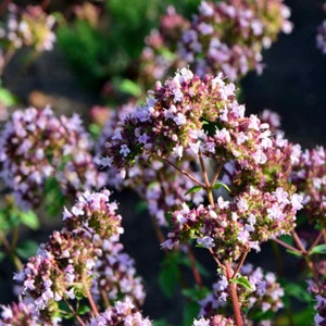 Oregano Herb Seeds, Perennial, 1 g approx. 900 seeds