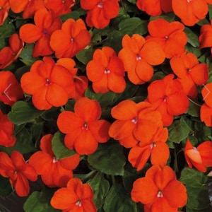 Baby Orange Impatiens Seeds 100+ LABOR DAY SALE price