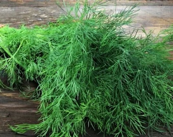 May include: A bunch of fresh green dill sprigs tied together with a rubber band, lying on a rustic wooden surface.