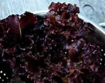 MERLOT Lettuce Seeds 3 grams -- They're the reddest! Read the health benefits of red lettuces
