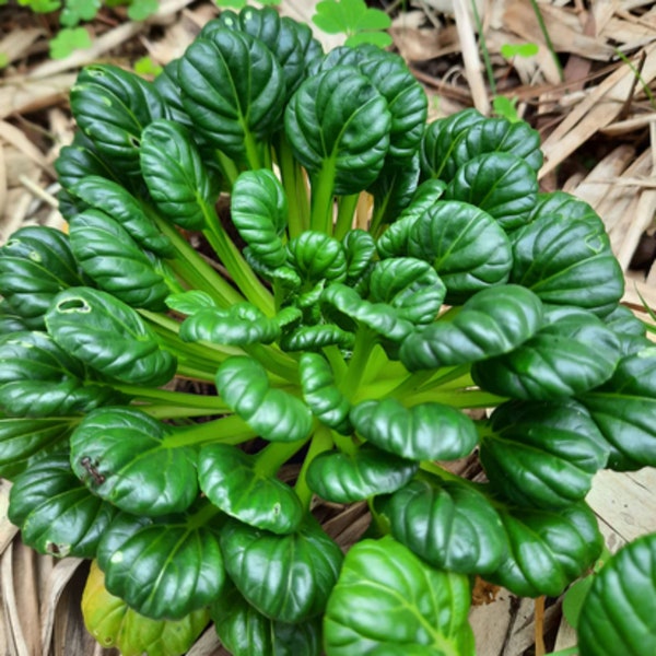 Tatsoi-Asian Greens for salad or microgreens - 5 grams - Early planting