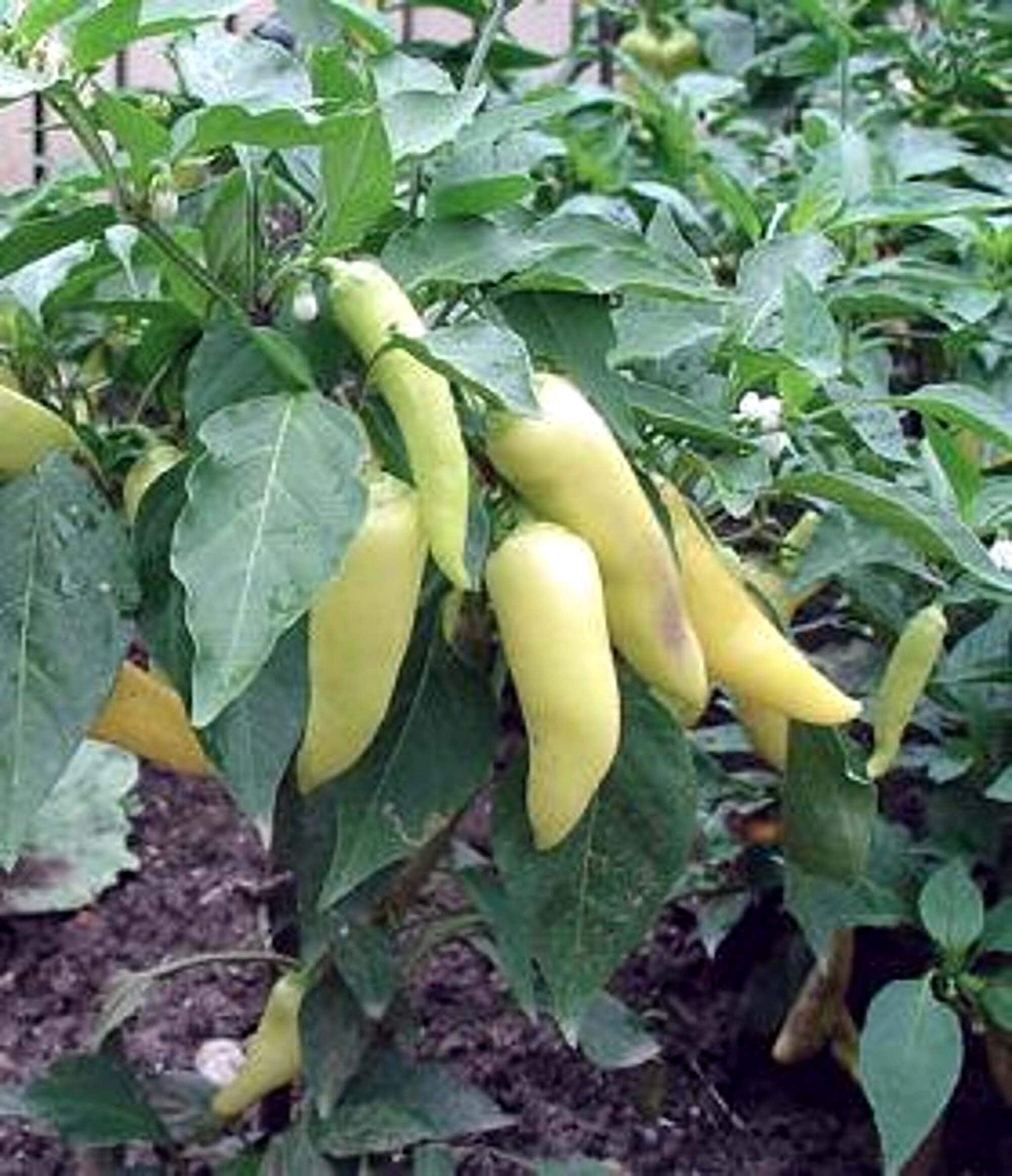 Sweet Banana Pepper Seeds 125 Openpollinated Holiday Etsy
