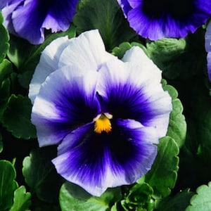 PANSY -Beaconsfield Giant -120+ seeds/packet.