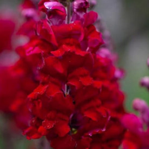 Snapdragon, Ruby Red-Dark Red, 600 seeds measured out