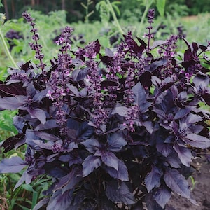 Purple Dark Opal Basil Herb-100+ counted seeds). Grow indoors for your kitchen supply!
