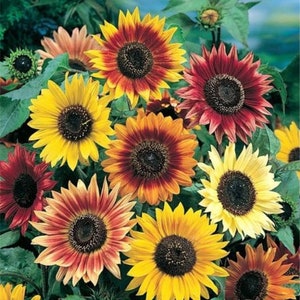 Autumn Beauty Sunflower Seeds-4 grams -LABOR DAY SALE price