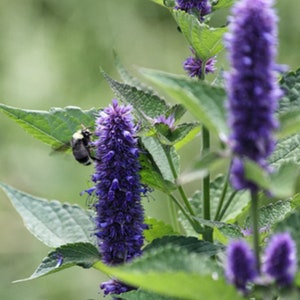 Anise Hyssop- Flower & Herbal Perennial 80+ seeds
