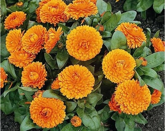 May include: A close-up of a cluster of orange calendula flowers in full bloom. The flowers are arranged in a circular pattern, with the petals overlapping each other. The flowers are surrounded by green leaves.