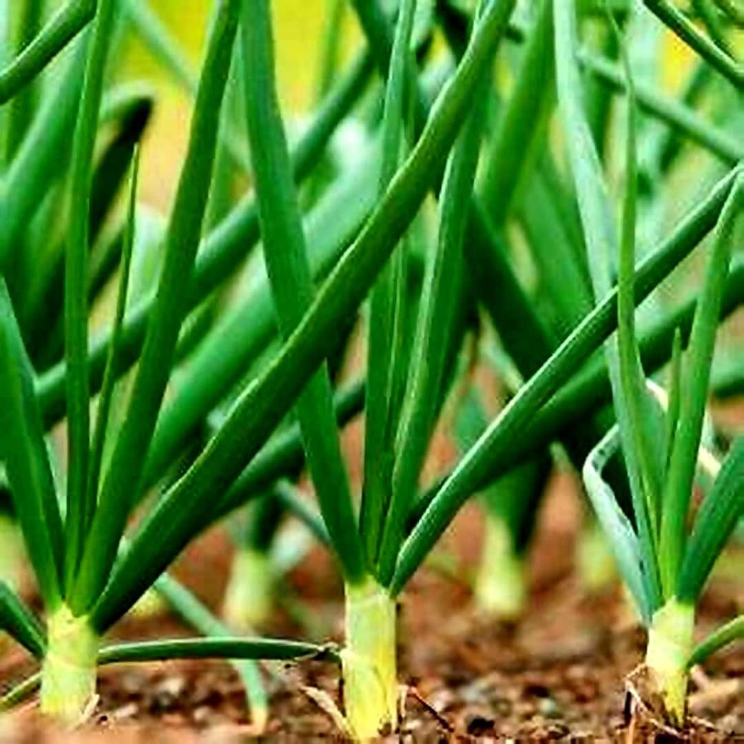 Evergreen Bunching or Nebuka Onion Seeds for Your Late Summer & Fall