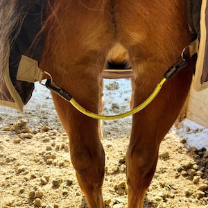 May include: A bright yellow elastic leg strap with black metal clips attached to the sides of a brown horse blanket. The strap curves between the hind legs of a brown horse, connecting the two sides of the blanket to secure it in place.