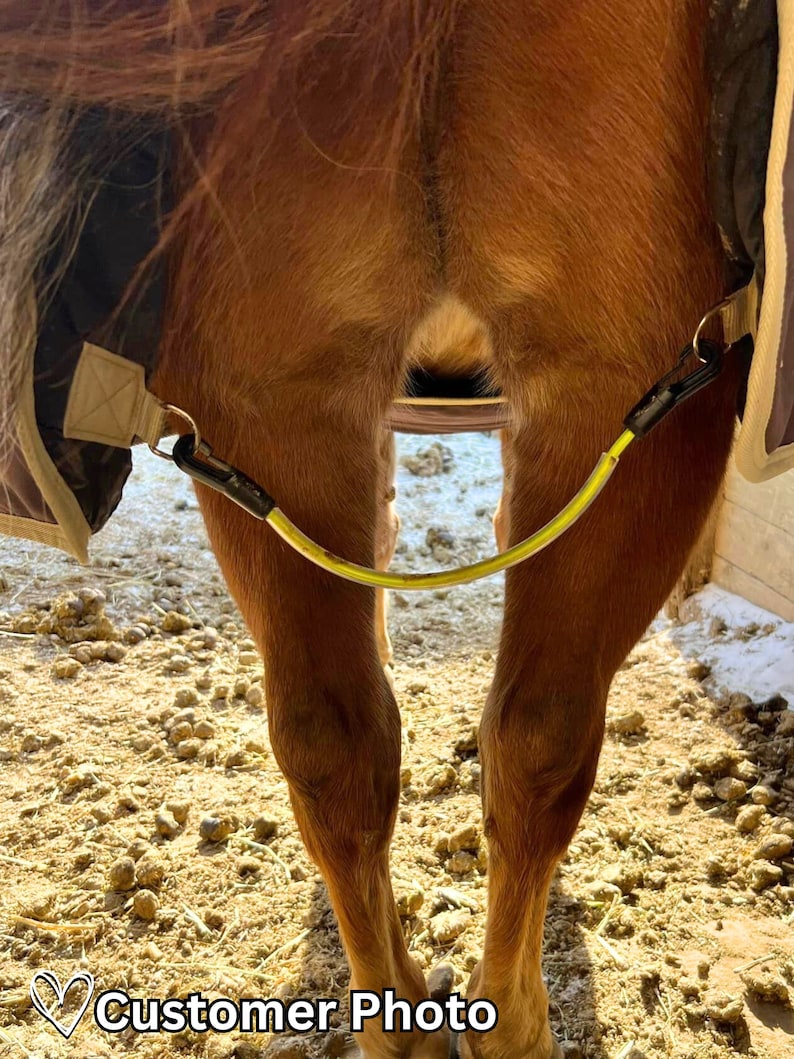May include: A bright yellow elastic leg strap with black metal clips attached to the sides of a brown horse blanket. The strap curves between the hind legs of a brown horse, connecting the two sides of the blanket to secure it in place.