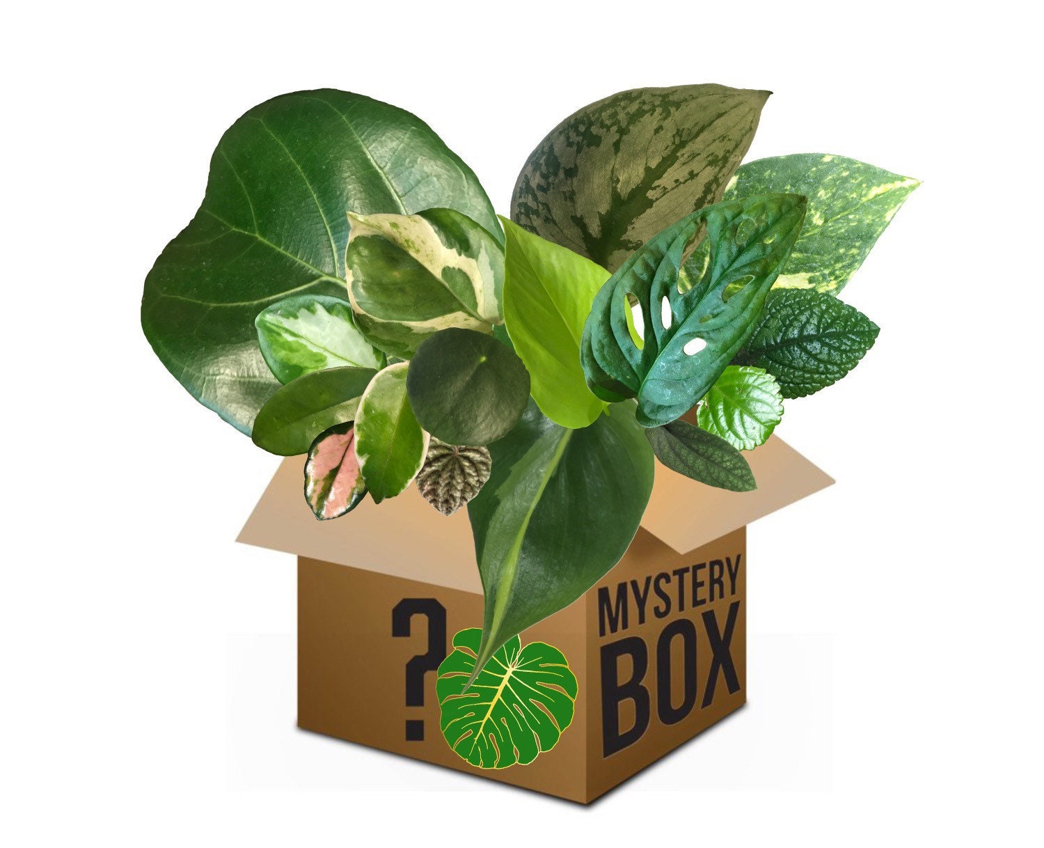 Mystery Box Plant Cuttings