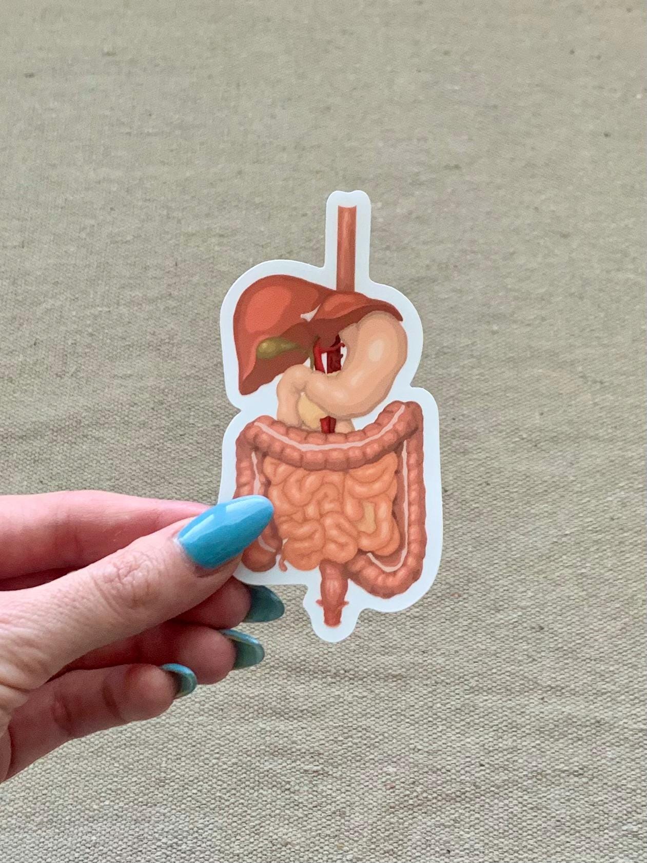 Digestive System Sticker | Waterproof Sticker | Anatomy Sticker ...