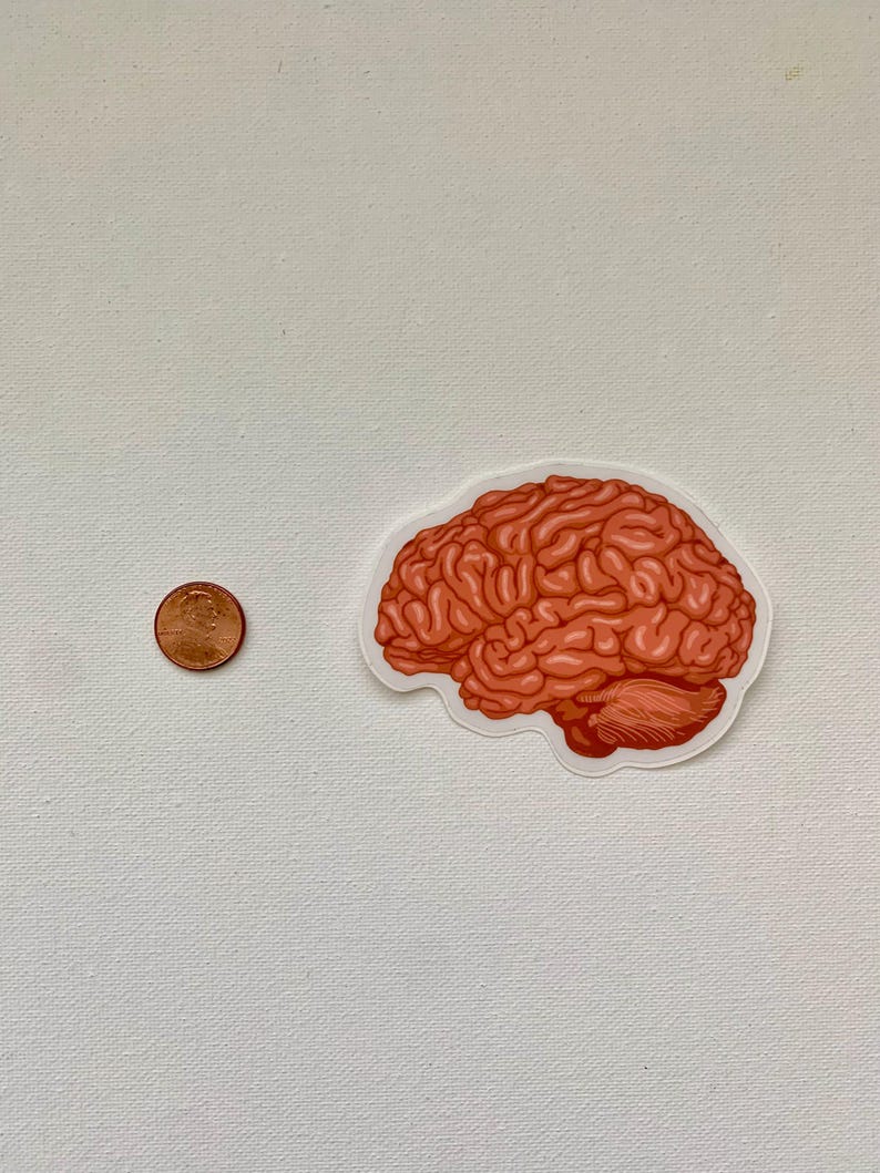 Brain Sticker | Waterproof Sticker | Anatomy Sticker | Science Themed ...